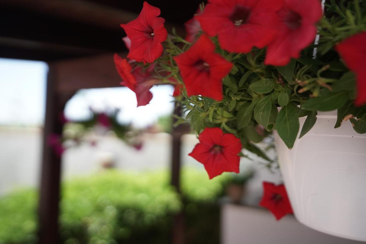 Cocumola Salento Terra Maris Bed & Breakfast エクステリア 写真